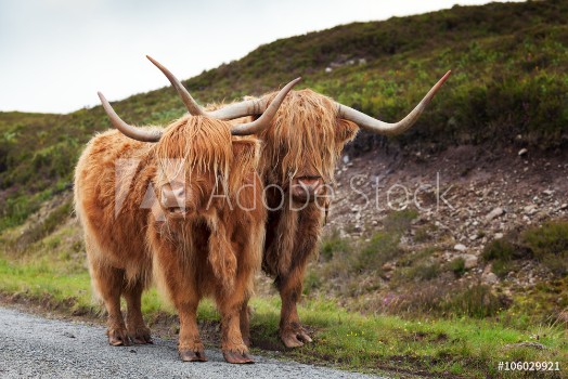 Picture of Scottish Cow V